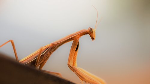 praying mantis  nature experience  macro