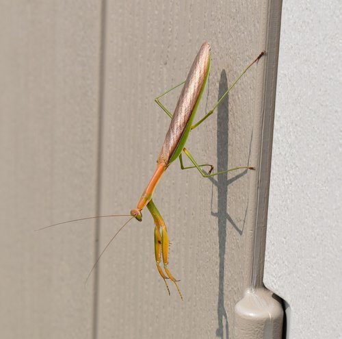 praying mantis  insect  nature