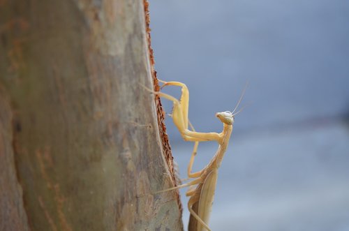 praying mantis  tree  nature