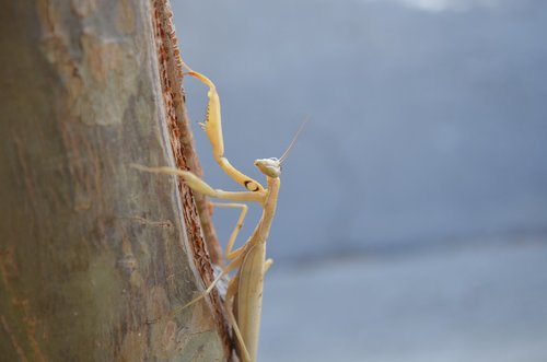 praying mantis  tree  nature