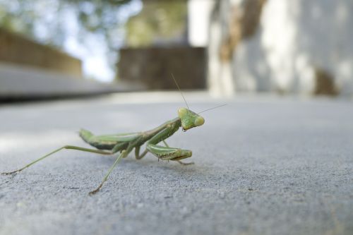 praying mantis insect animal