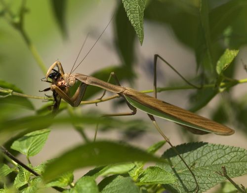 praying mantis fishing locust mantodea