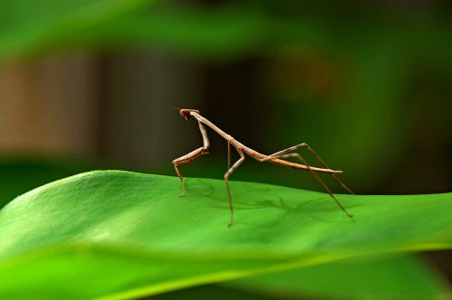 praying mantis stick insect bug