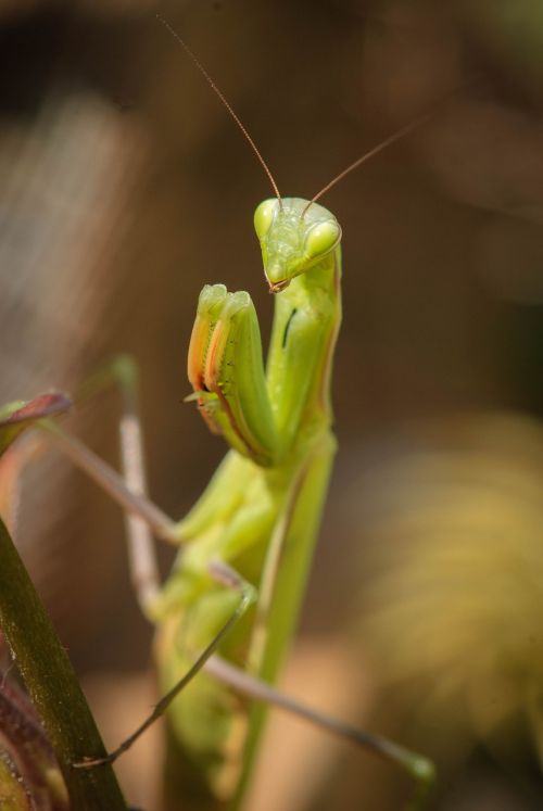praying mantis nature fishing locust