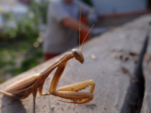 praying mantis insect brown
