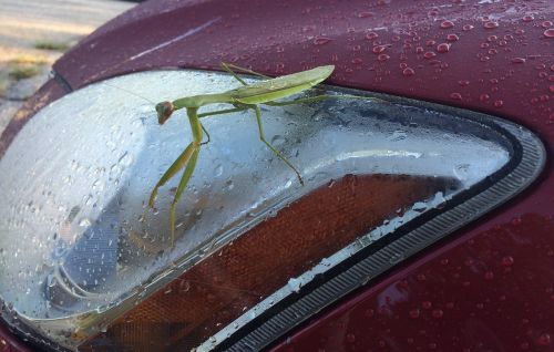 praying mantis insect headlight