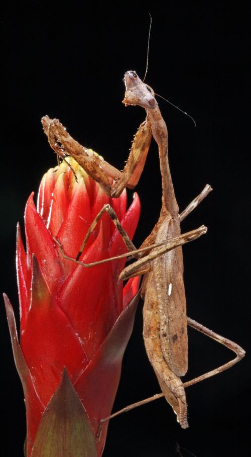 Praying Mantis Close-up