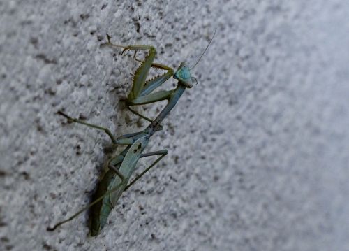Praying Mantis Closeup