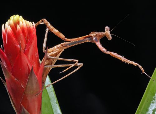 Praying Mantis Macro Portrait