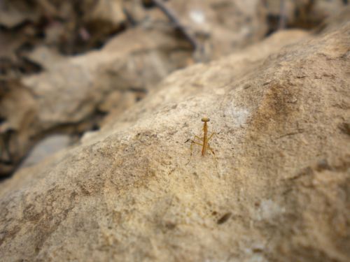 Praying Mantis On Rock