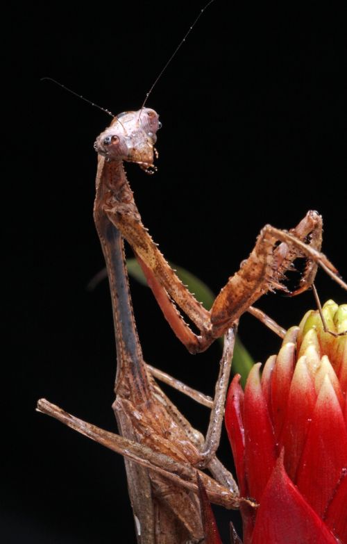 Praying Mantis Portrait