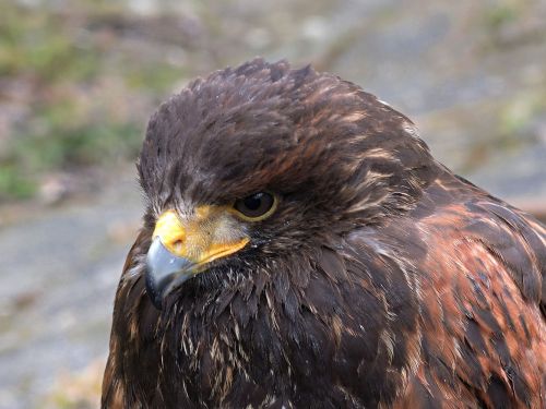 predator buzzard bird