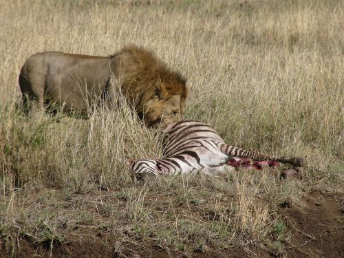 predator lion zebra