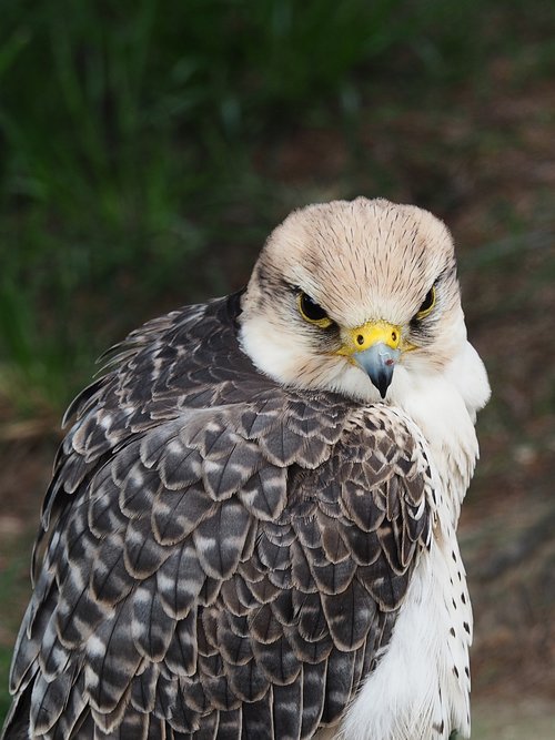 predator  bird  feather