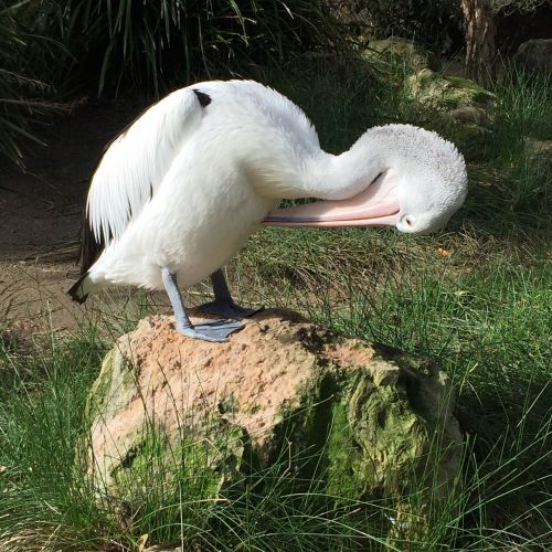 preening pelican bird
