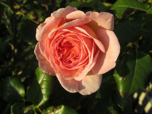 pretty flower rose