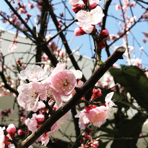 pretty sakura blooming