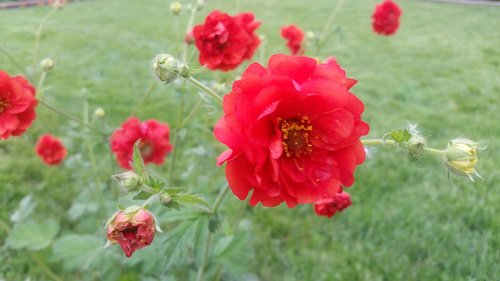 pretty  red  flower