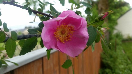 pretty  pink  flower