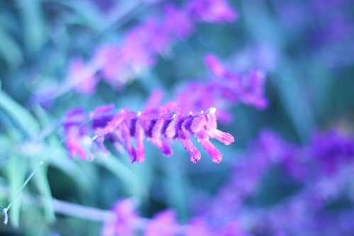 pretty  purple  flower