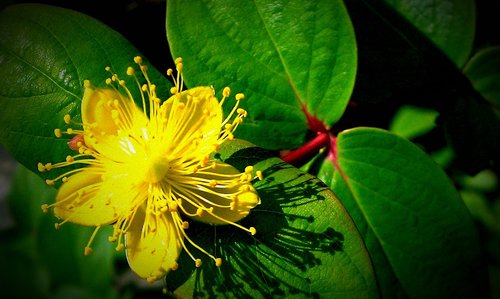 pretty  yellow  flower