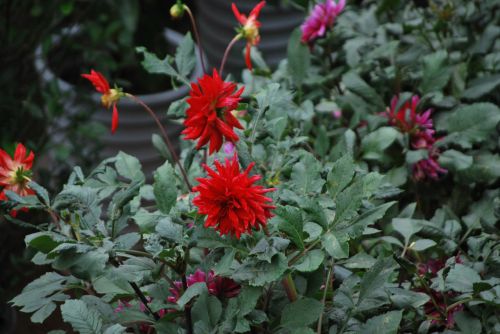 Pretty Red Flower