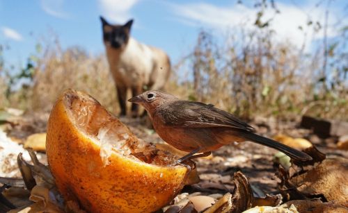 prey hunt bird