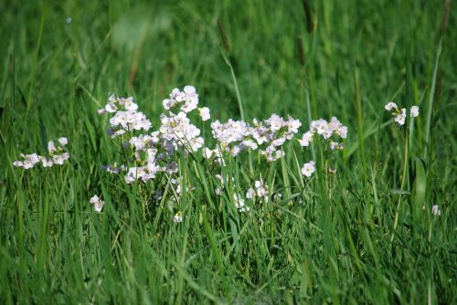 priaire grass flowers