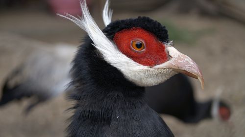 prica feathered race beak