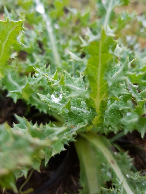 prickly  bush  grass