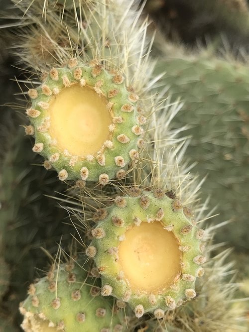 prickly  closeup  cactus