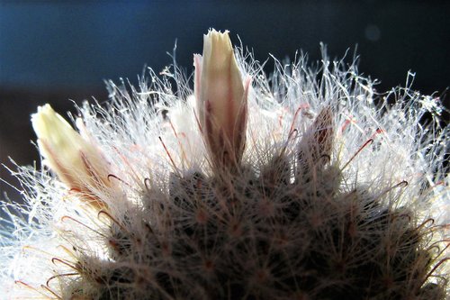 prickly  cactus  flowers