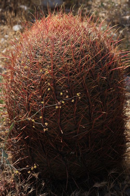 prickly red succulent