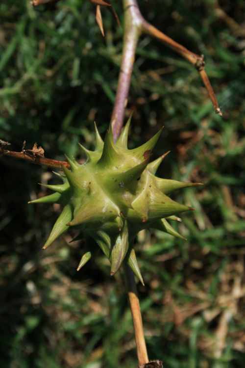 Prickly Fruit Of Weed