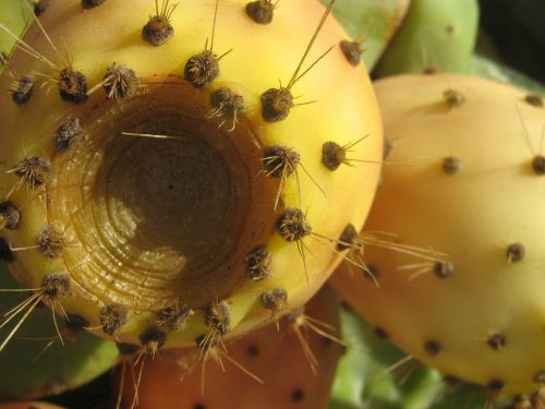 prickly pear ficus indica cactus