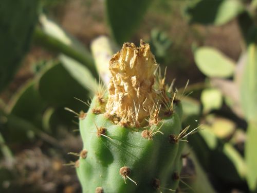 prickly pear ficus indica fruit