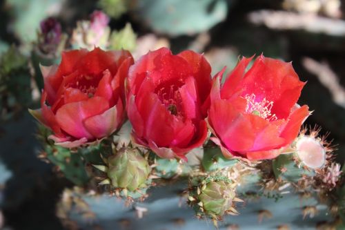 prickly pear blooms red-orange