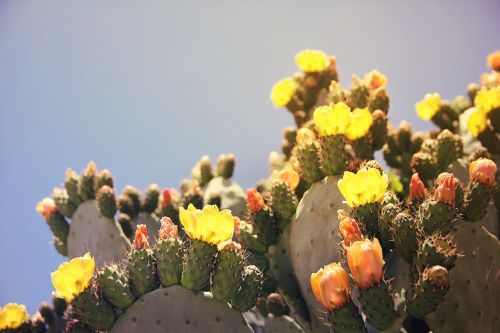 prickly pear cactus cactus greenhouse