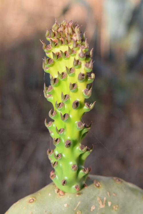 prickly pear close cactus