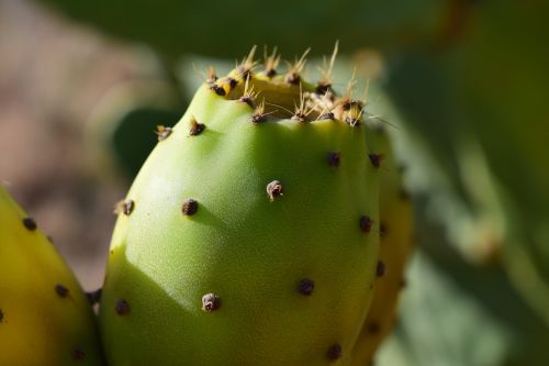 prickly pear ripe summer