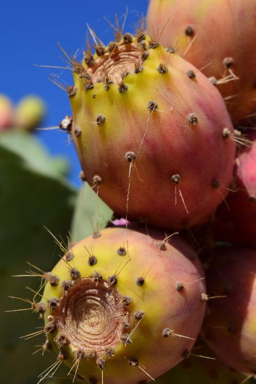prickly pear fruit cactus