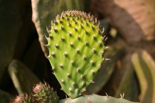 prickly pear young leaf bright green