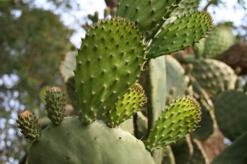 prickly pear young leaves bright green