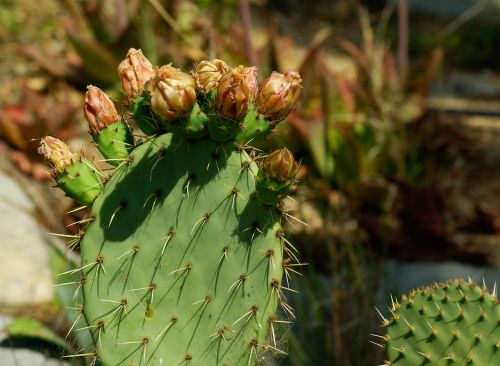 prickly pear cactus thorns