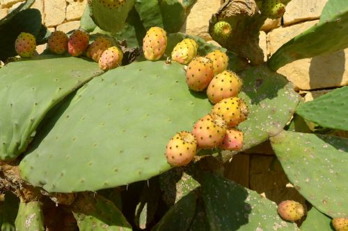 prickly pear cactus fruit cactus