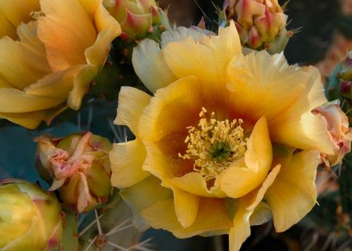 prickly pear cactus bloom