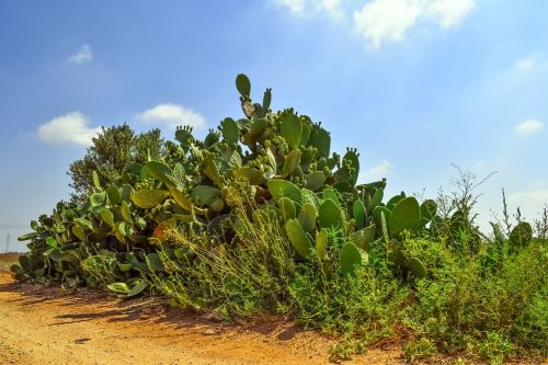 prickly pear plant cactus