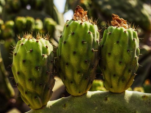 prickly pear plant cactus