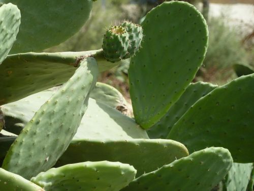 prickly pear cactus malta