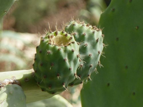 prickly pear cactus malta
